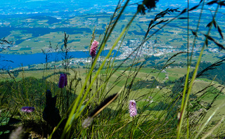 The flora of Mount Rigi, Central Switzerland