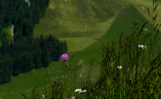 The flora of Mount Rigi, Centrall Switzerland